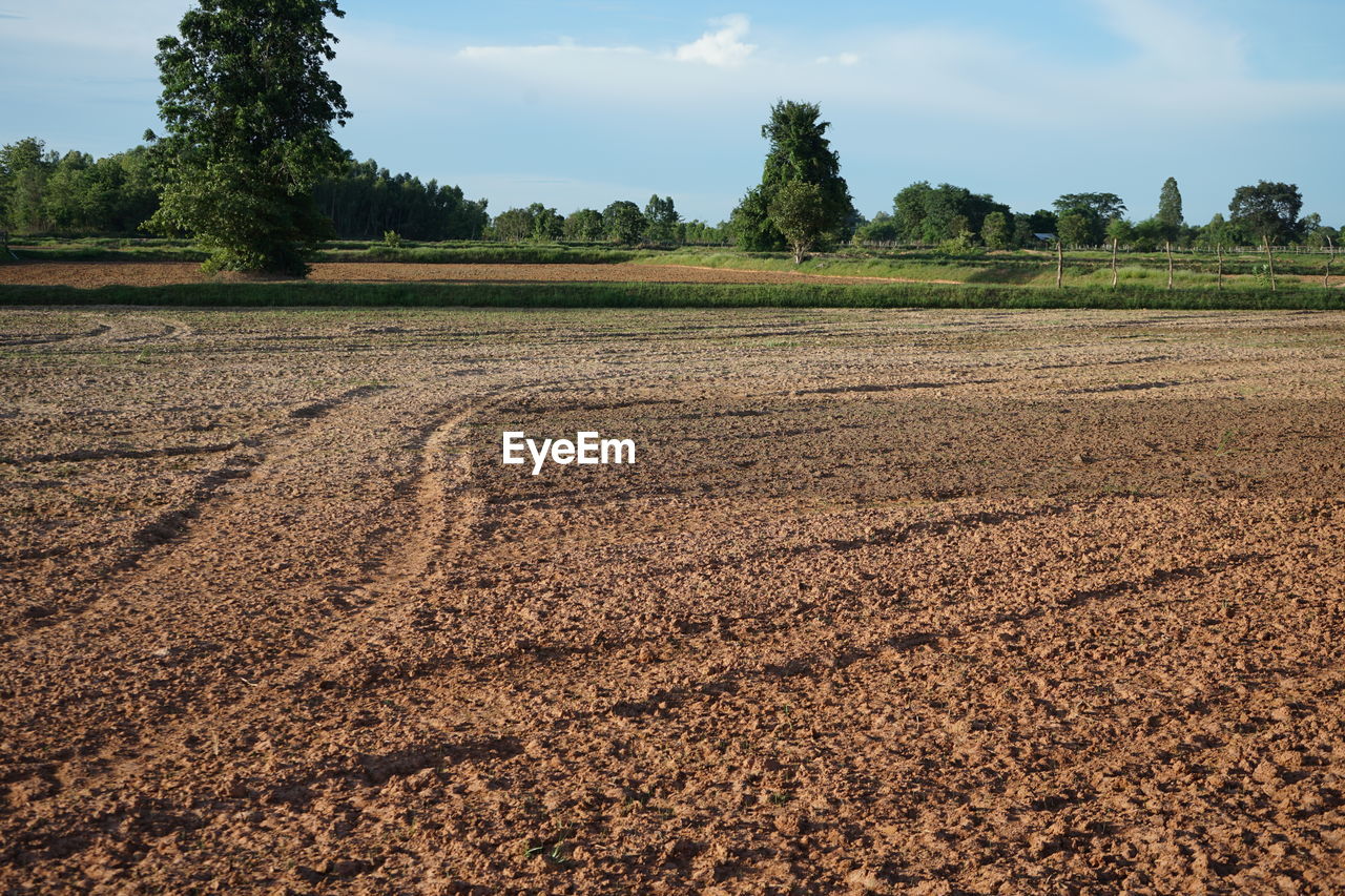 soil, field, agriculture, landscape, plant, environment, sky, land, tree, crop, nature, rural scene, plain, rural area, food, growth, food and drink, cloud, no people, farm, scenics - nature, outdoors, plowed field, day, vegetable, dirt, beauty in nature, tranquility, prairie, cereal plant