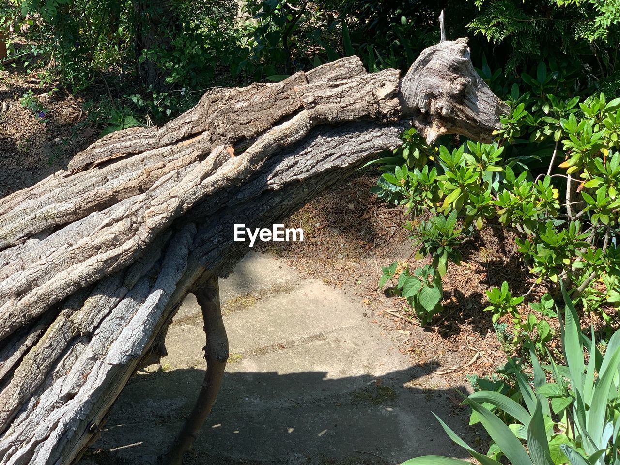 HIGH ANGLE VIEW OF DRIFTWOOD ON TREE TRUNK