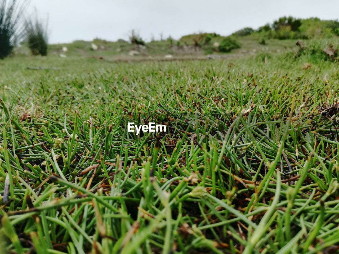 CLOSE-UP OF GRASS ON FIELD