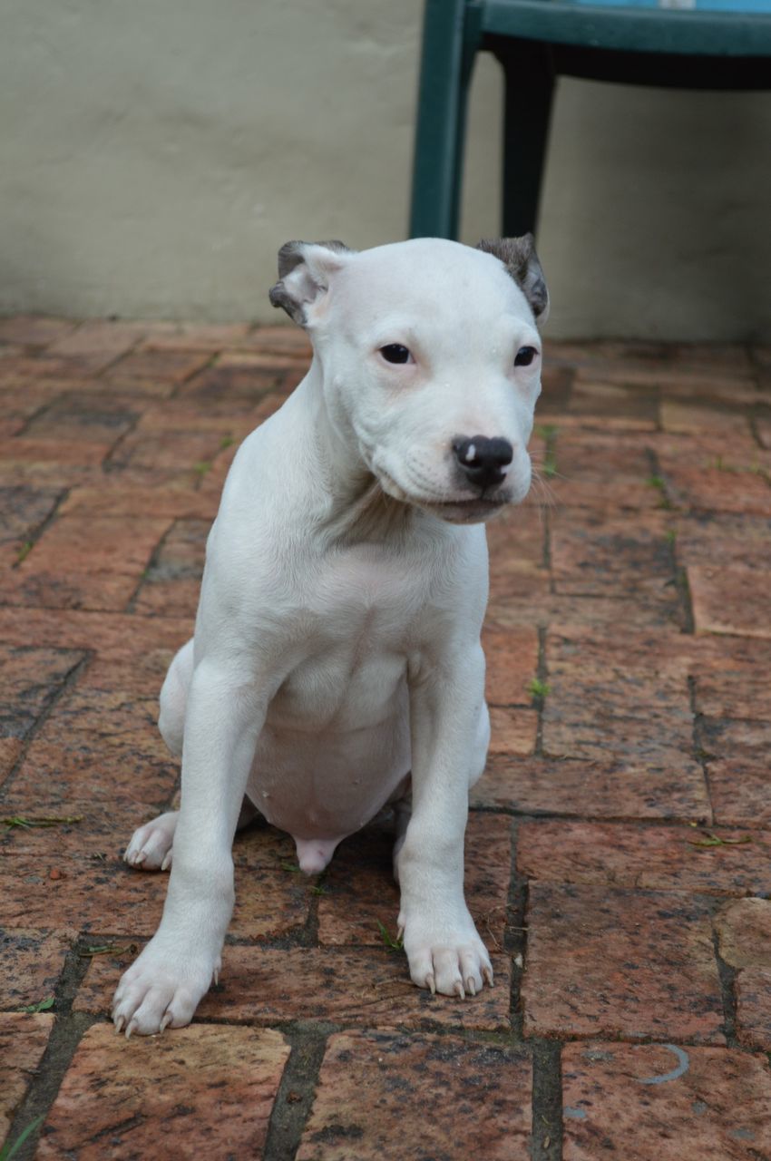 Pit bull terrier puppy sitting on footpath