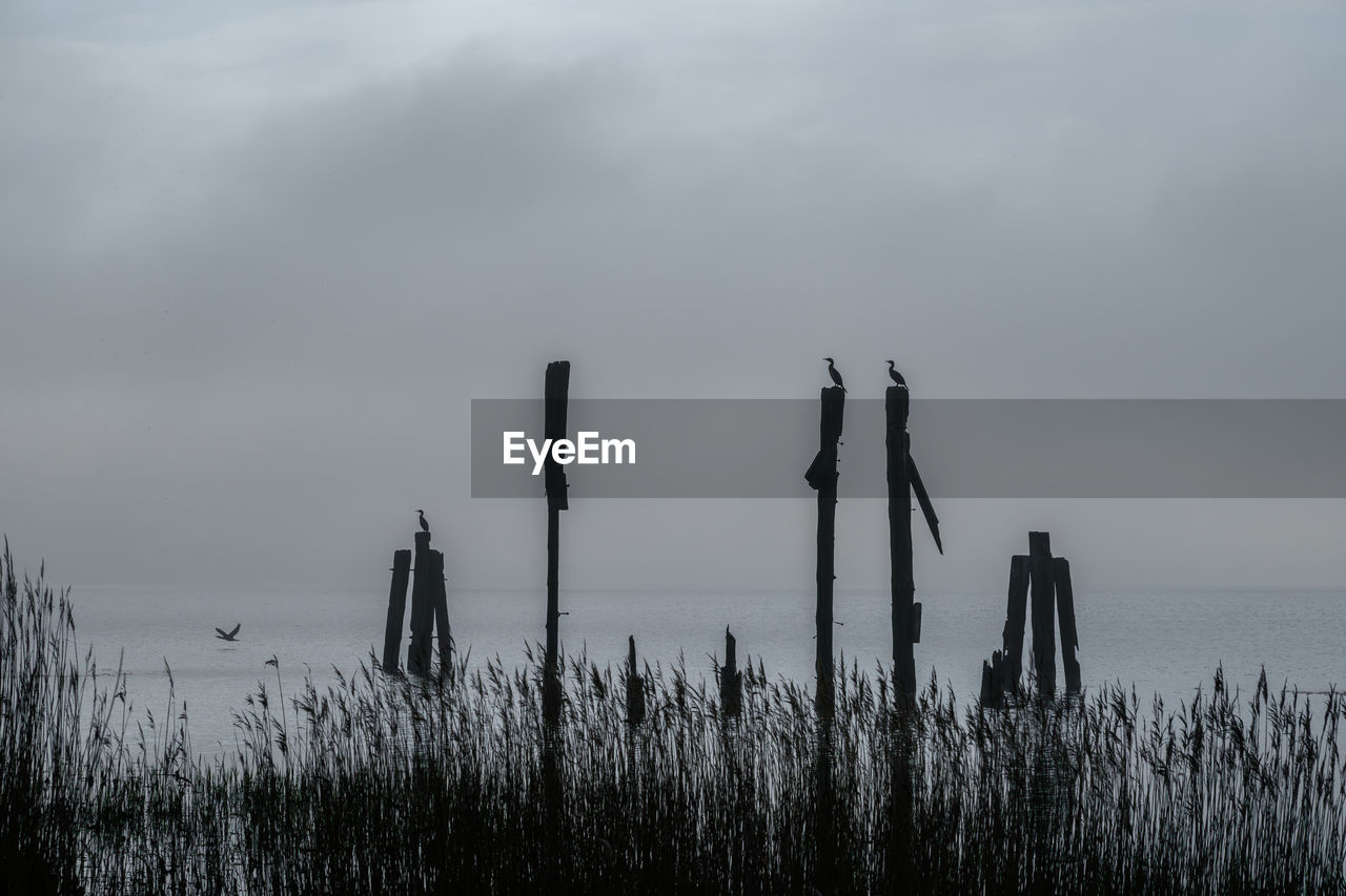 horizon, sky, nature, water, cloud, sea, morning, wind, land, tranquility, plant, grass, scenics - nature, beauty in nature, beach, tranquil scene, ocean, coast, horizon over water, black and white, shore, silhouette, non-urban scene, wooden post, post, outdoors, monochrome photography, day, environment, no people, monochrome, dusk, landscape, reflection, growth, tree