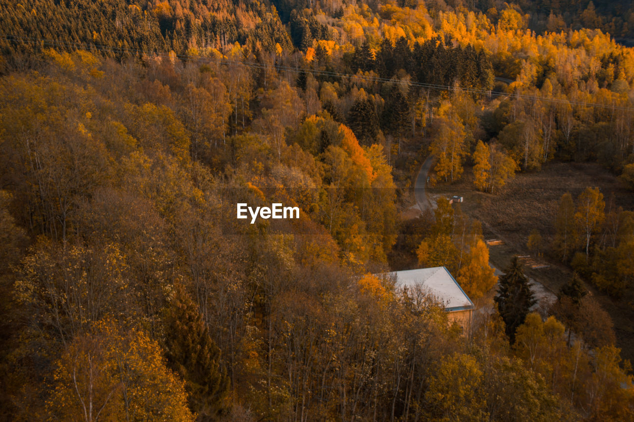 TREES IN A FOREST