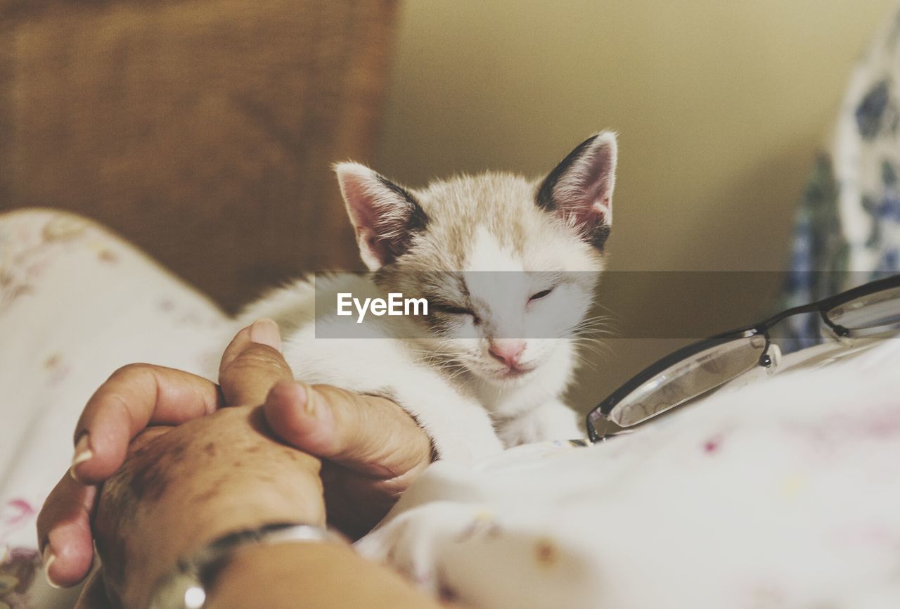 CLOSE-UP OF HAND HOLDING KITTEN IN MOUTH