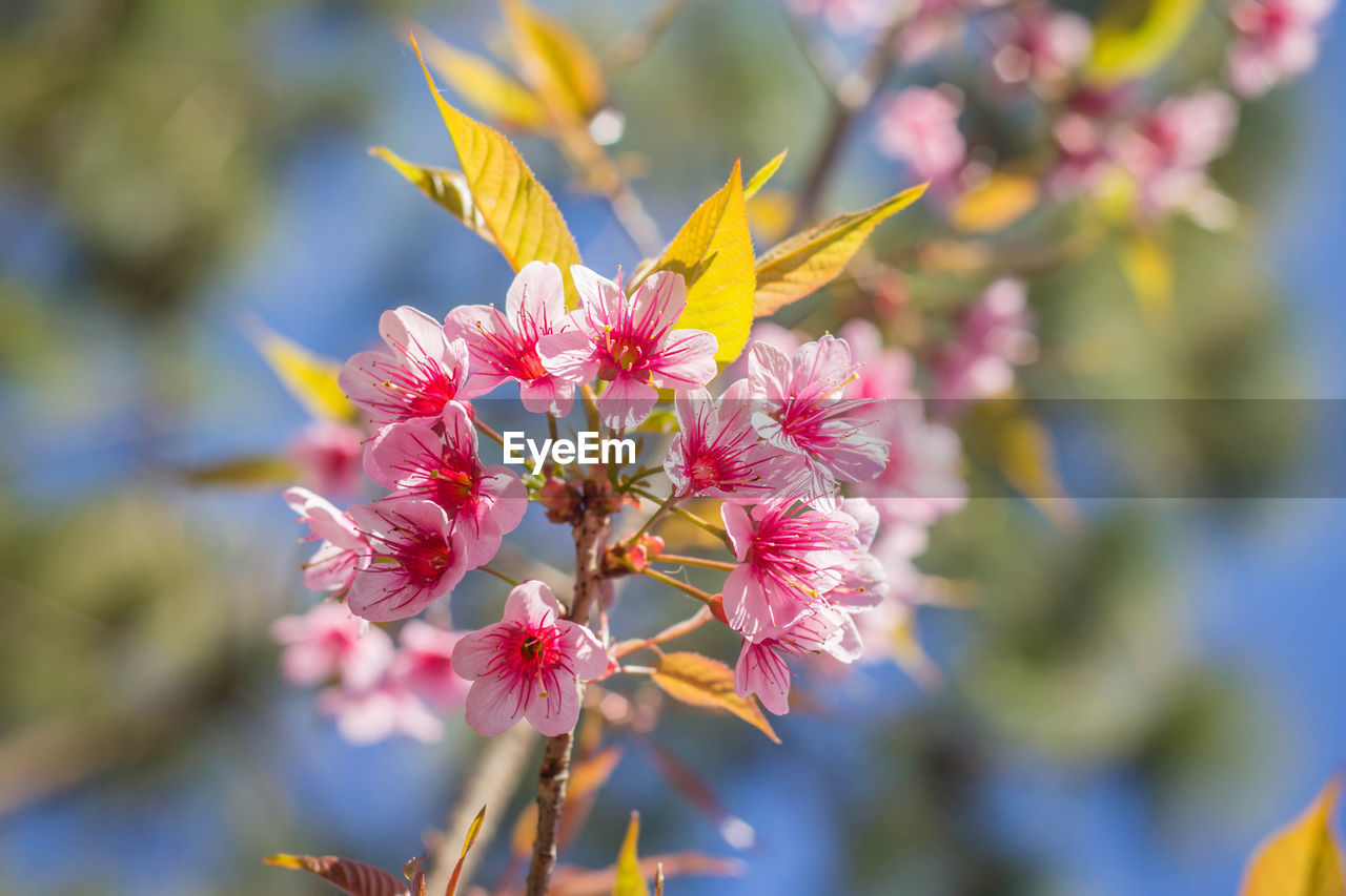 CLOSE-UP OF PINK CHERRY BLOSSOMS ON BRANCH