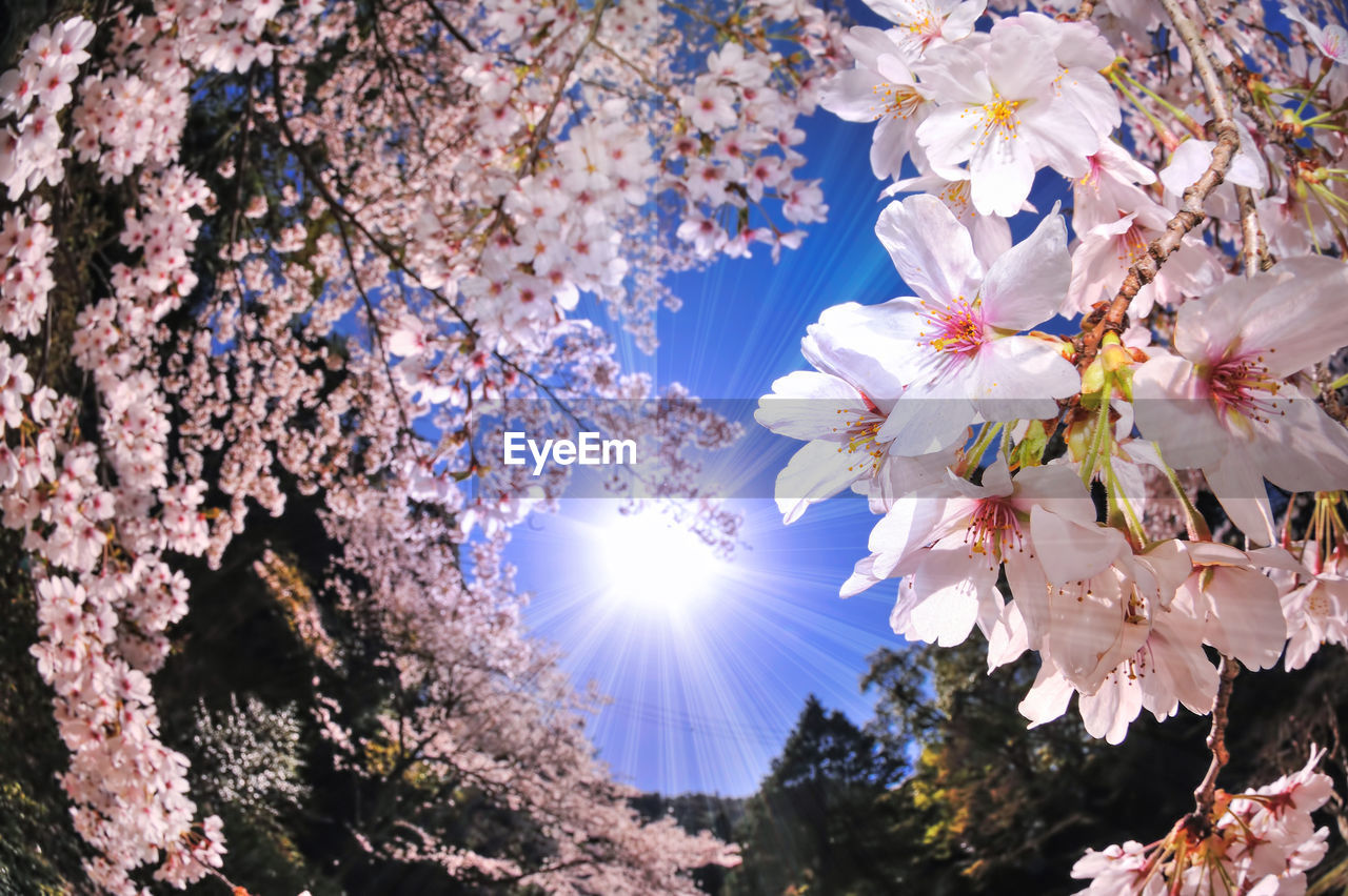 LOW ANGLE VIEW OF CHERRY BLOSSOMS AGAINST BRIGHT SUN
