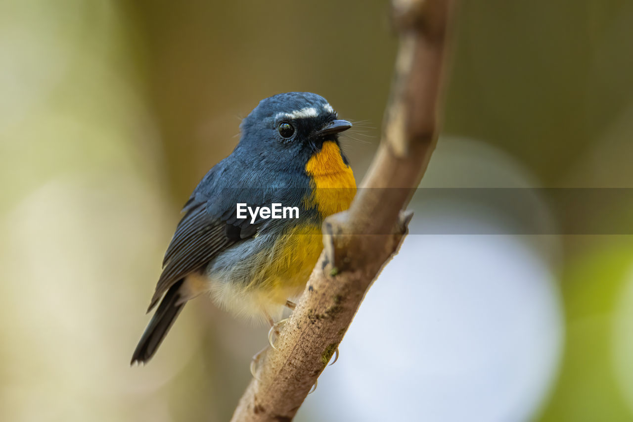 CLOSE-UP OF A BIRD PERCHING ON BRANCH