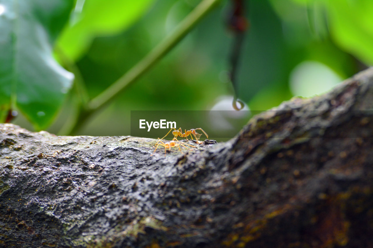 CLOSE-UP OF CATERPILLAR ON TREE