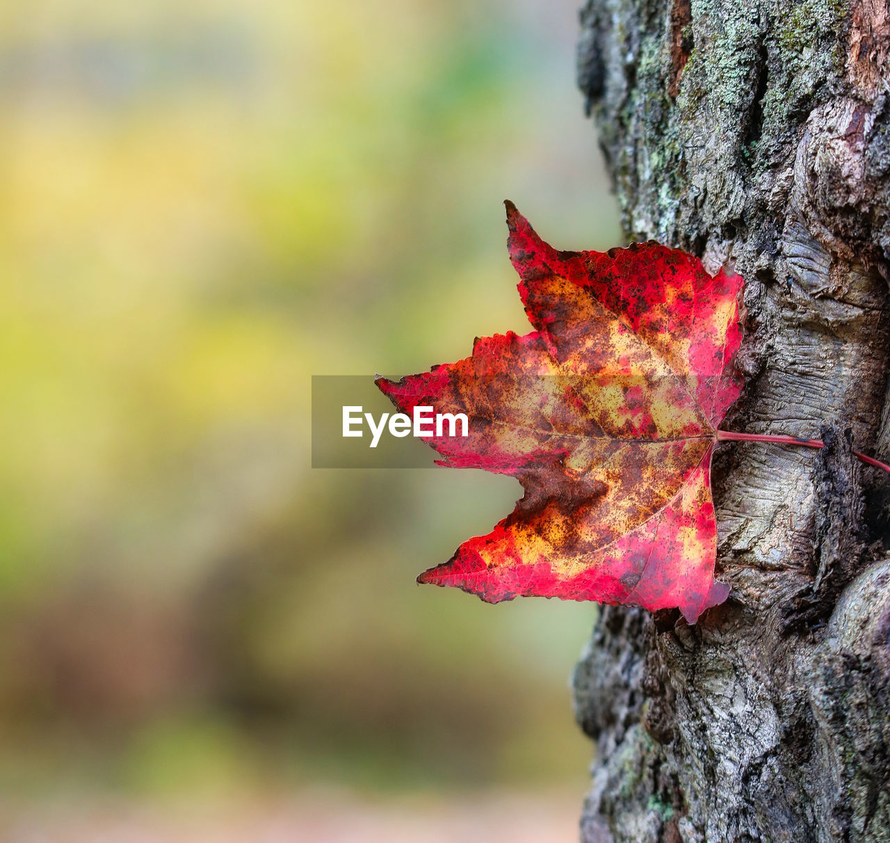 leaf, plant part, tree, autumn, nature, plant, tree trunk, trunk, close-up, beauty in nature, focus on foreground, red, branch, no people, outdoors, day, maple leaf, macro photography, flower, plant stem, textured, maple, orange color, dry, forest, leaf vein, bark, maple tree, tranquility, land, wood, selective focus, natural condition, multi colored, falling, environment