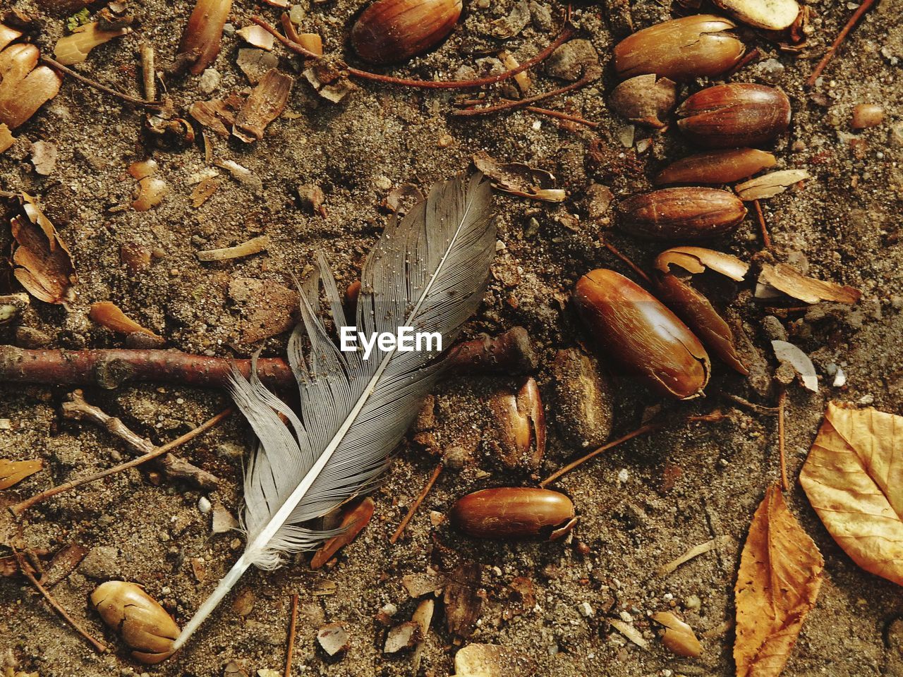 HIGH ANGLE VIEW OF DRIED FALLEN ON DRY LAND