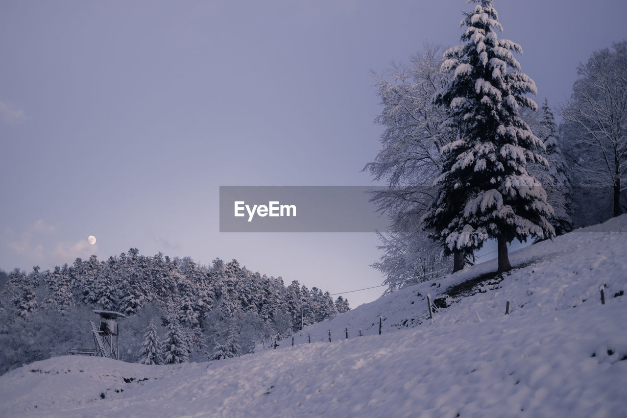 Trees on snow covered land against forest and sky