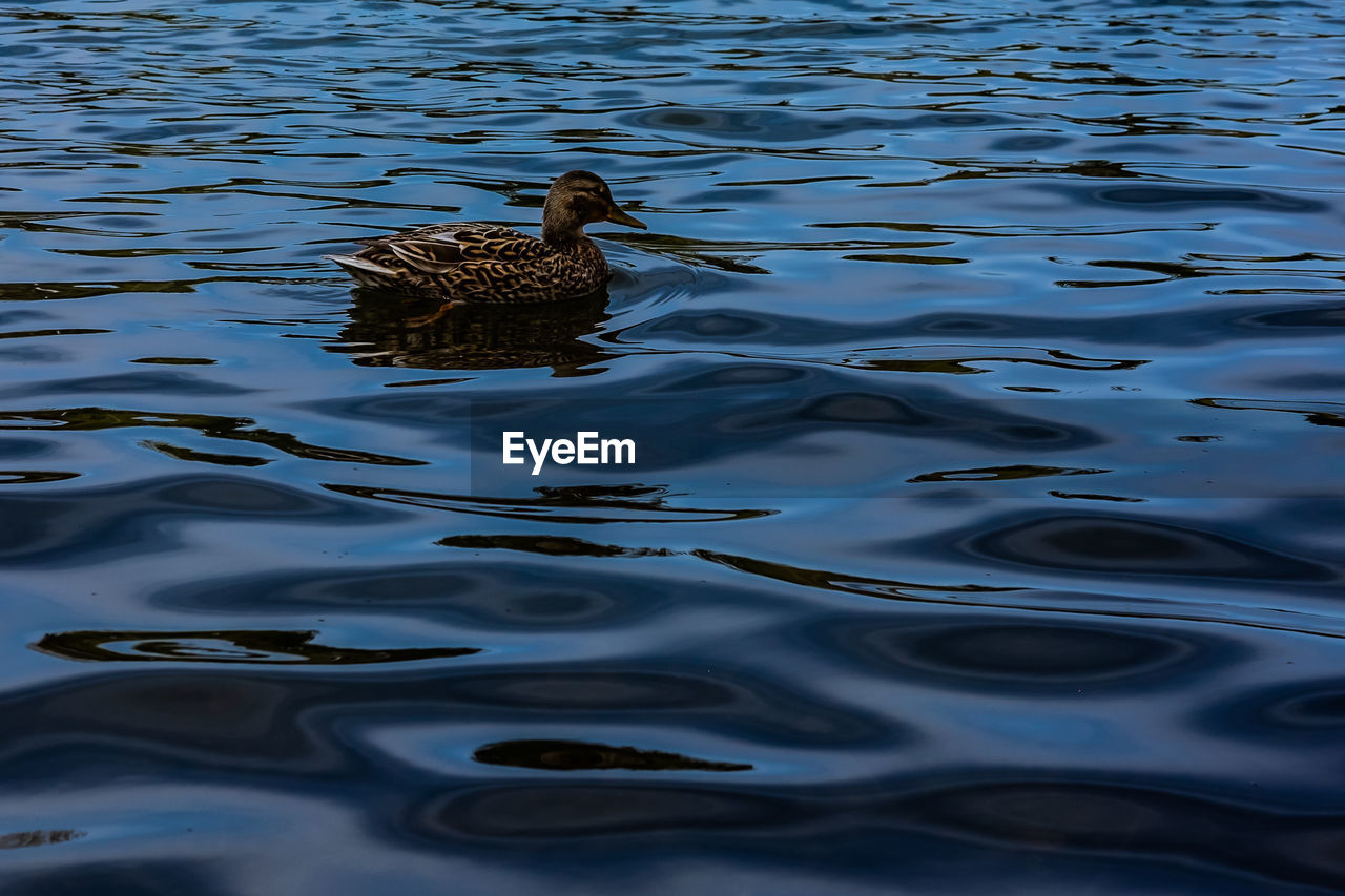 HIGH ANGLE VIEW OF DUCK IN LAKE