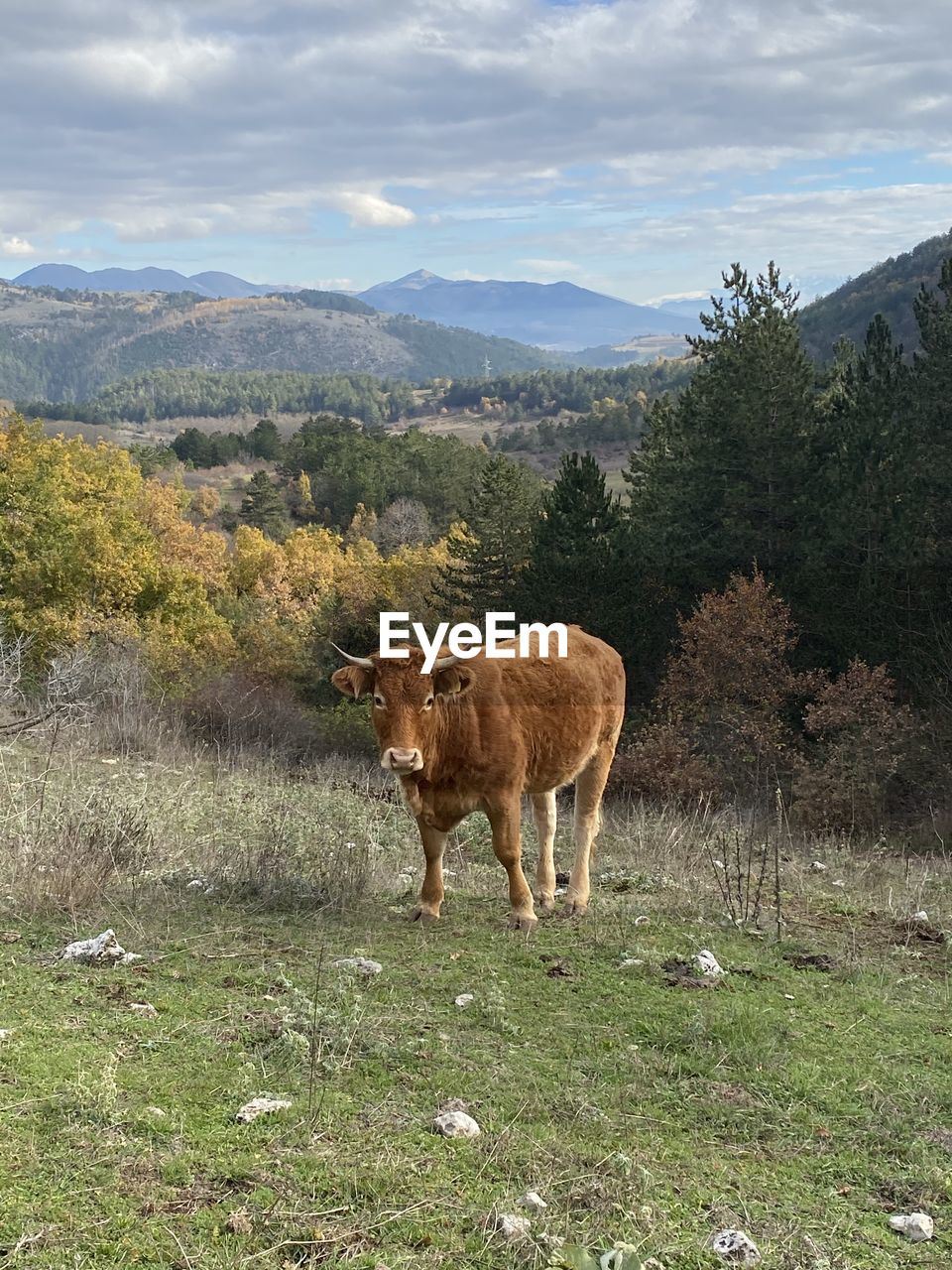 HORSE STANDING IN FIELD