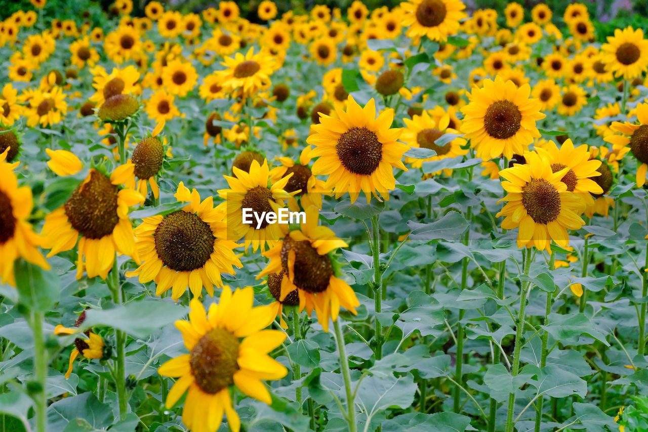 Selective focus of beautiful blooming sunflowers in the field with green nature landscape background