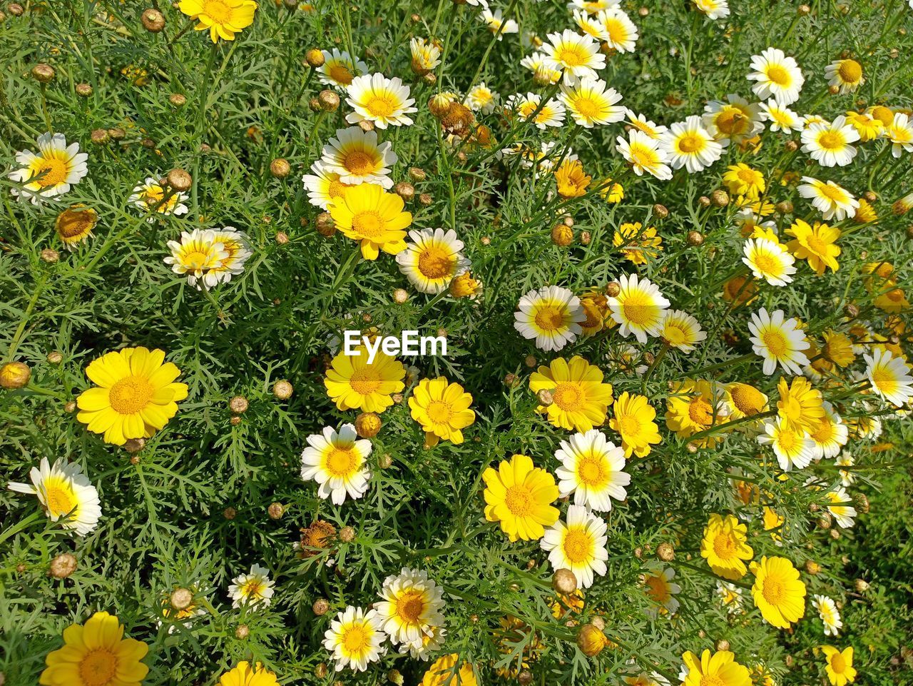 HIGH ANGLE VIEW OF FLOWERING PLANTS ON FIELD