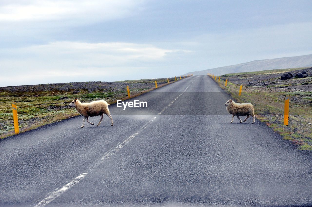 Sheeps crossing road