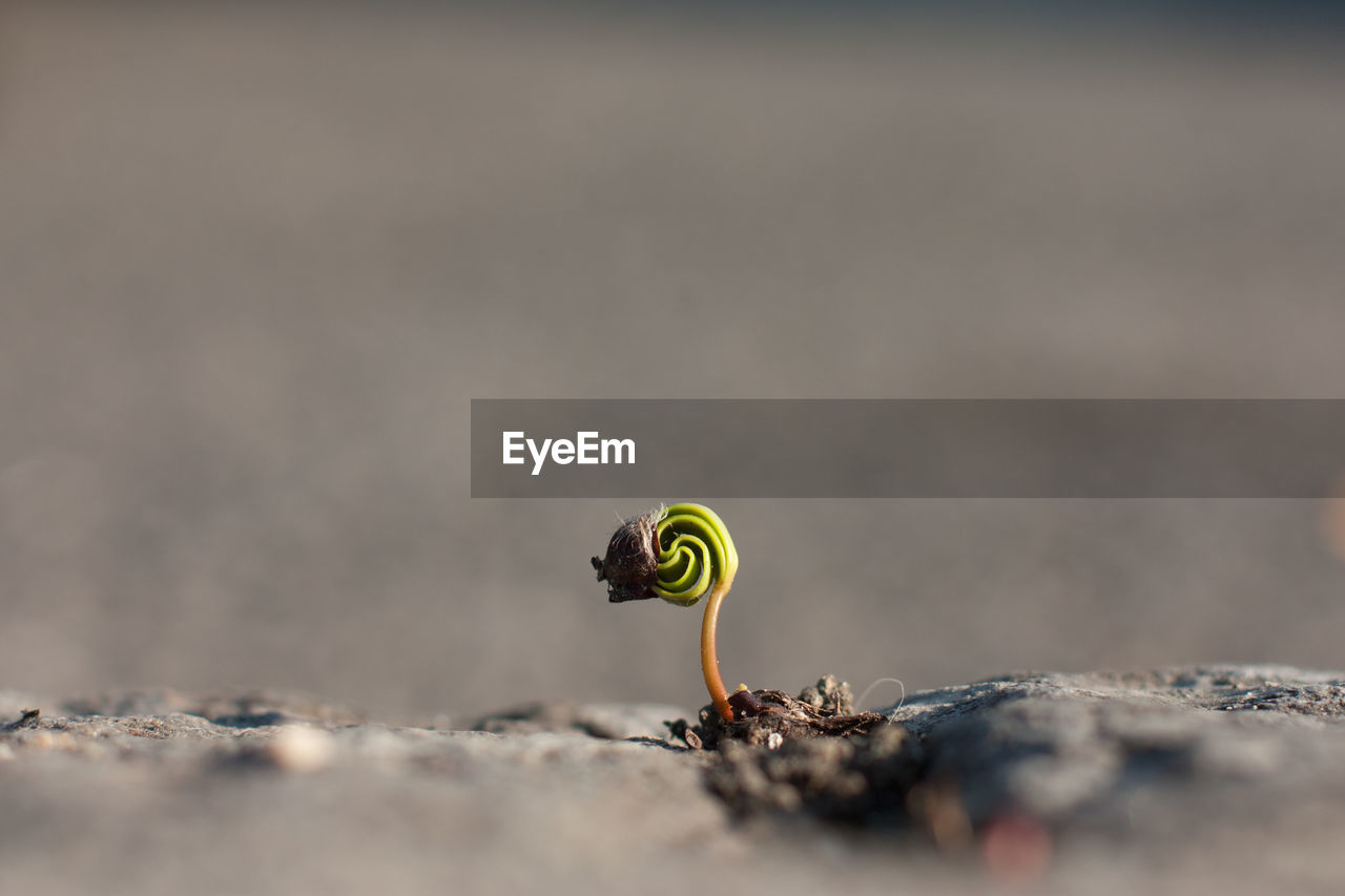 Close-up of young plant growing on ground