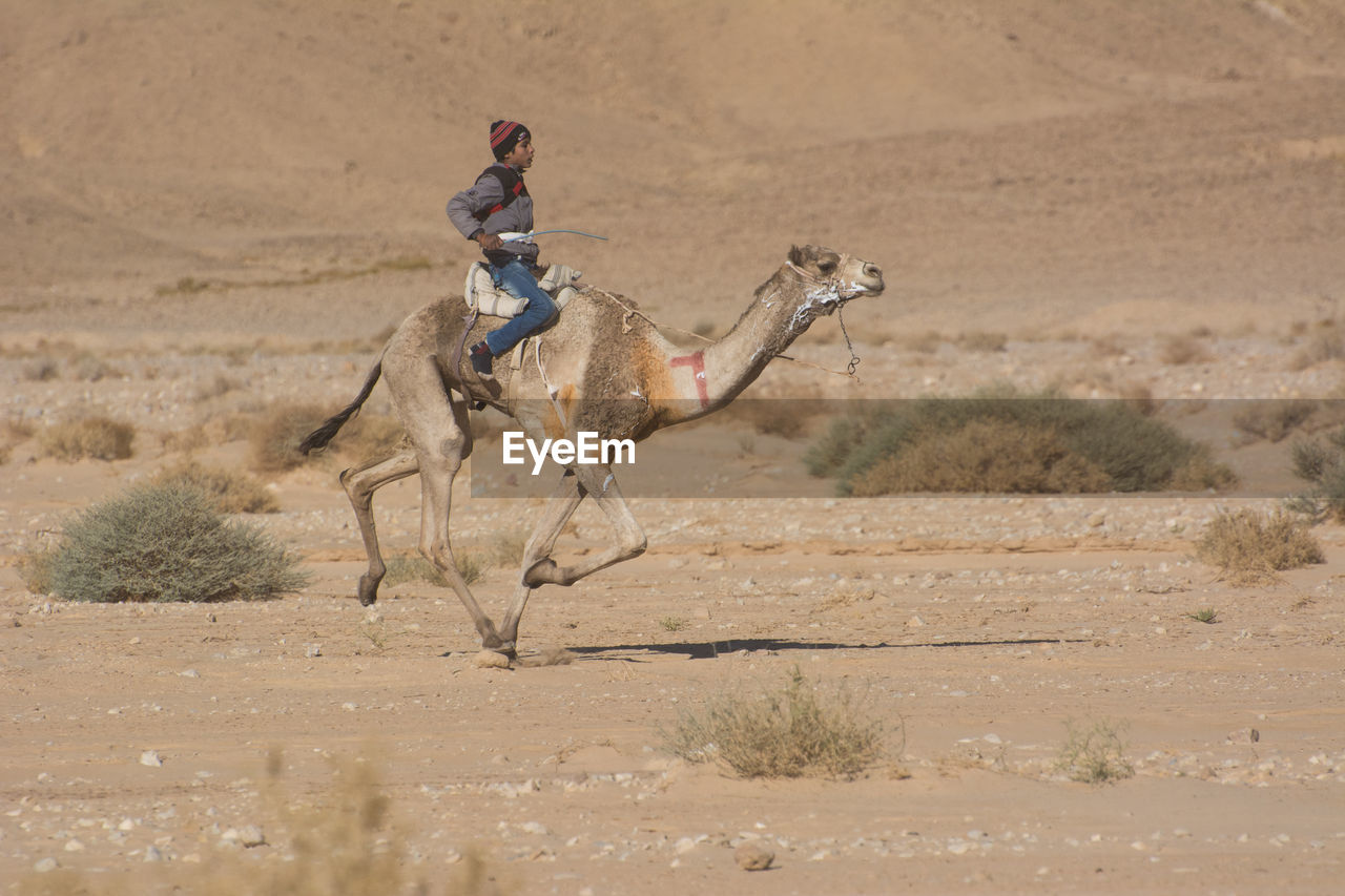 SIDE VIEW OF A HORSE IN DESERT