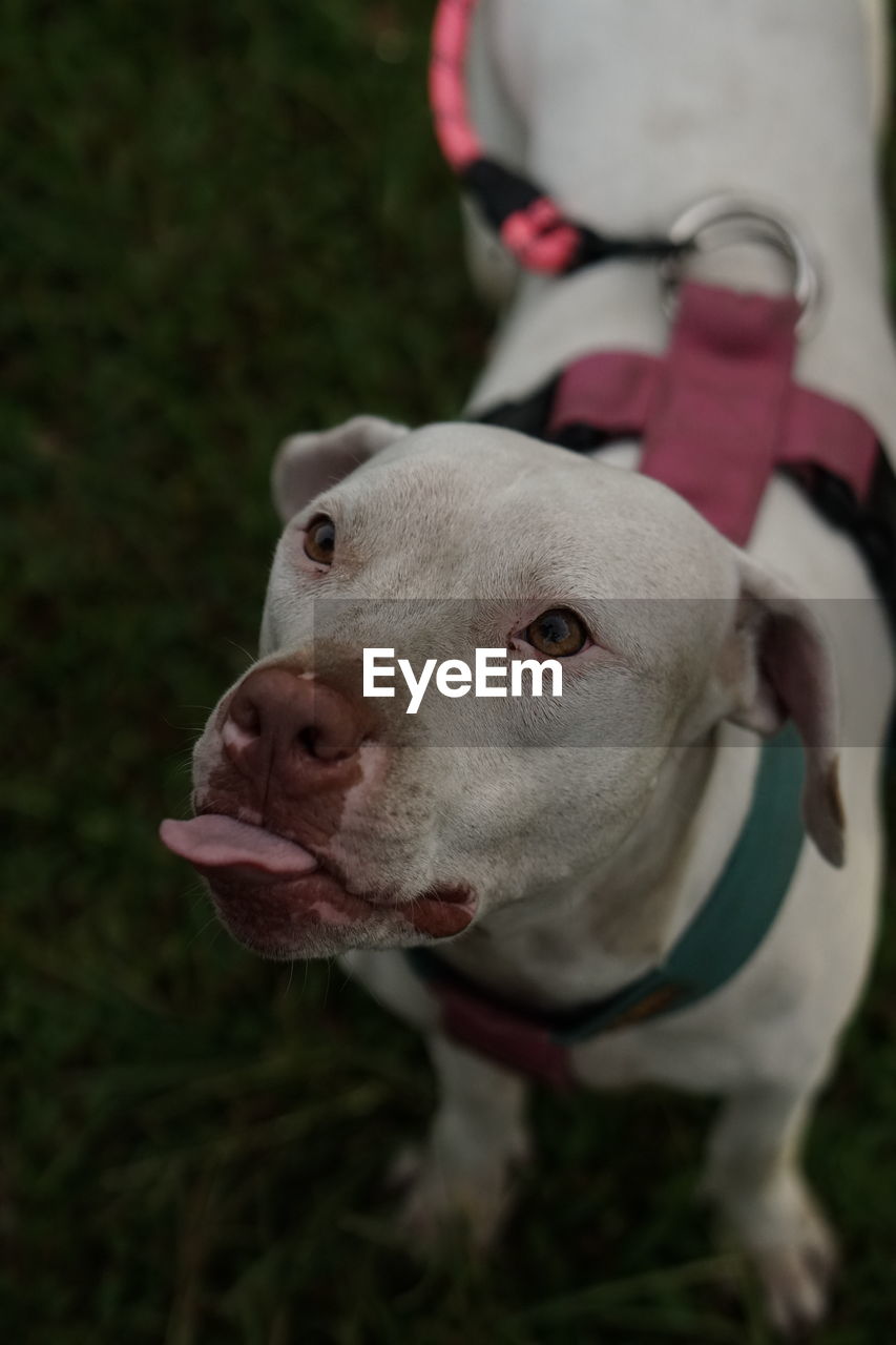 Close-up portrait of a dog