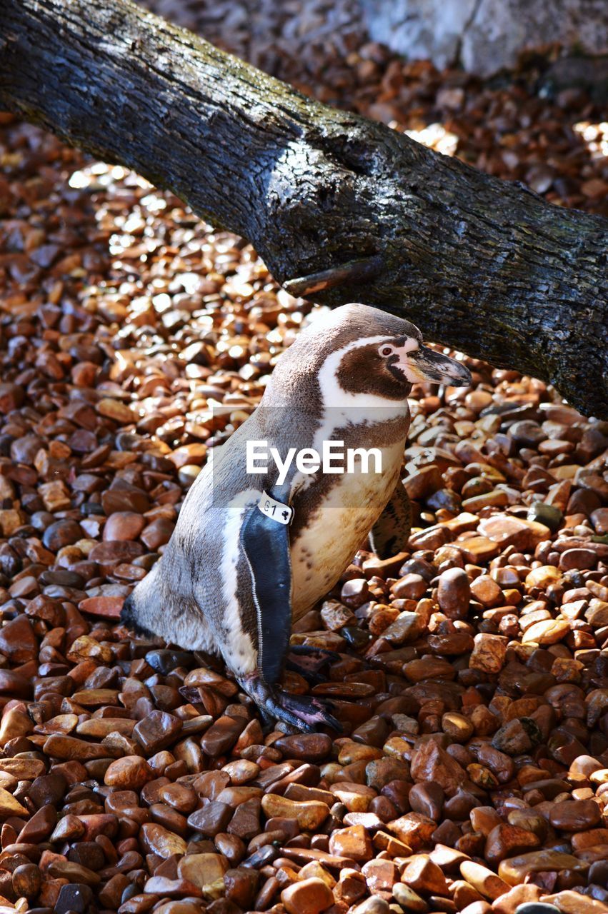 HIGH ANGLE VIEW OF BIRD ON ROCK