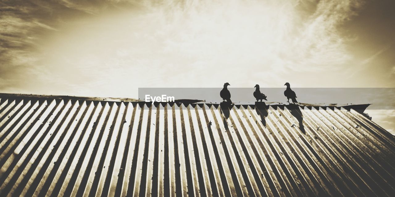 LOW ANGLE VIEW OF PEOPLE ON SKY