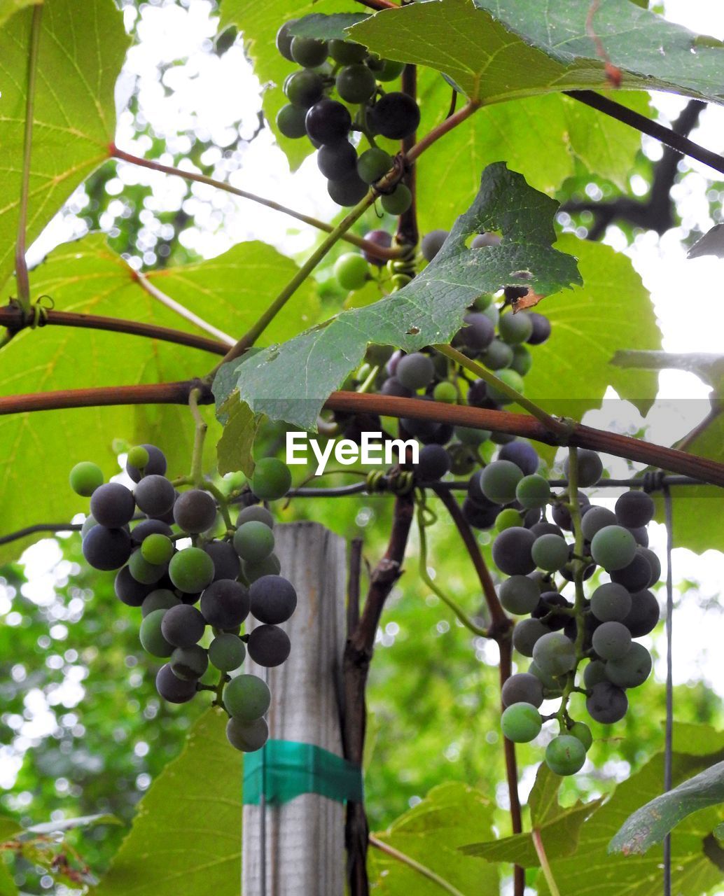 Low angle view of grapes hanging on tree