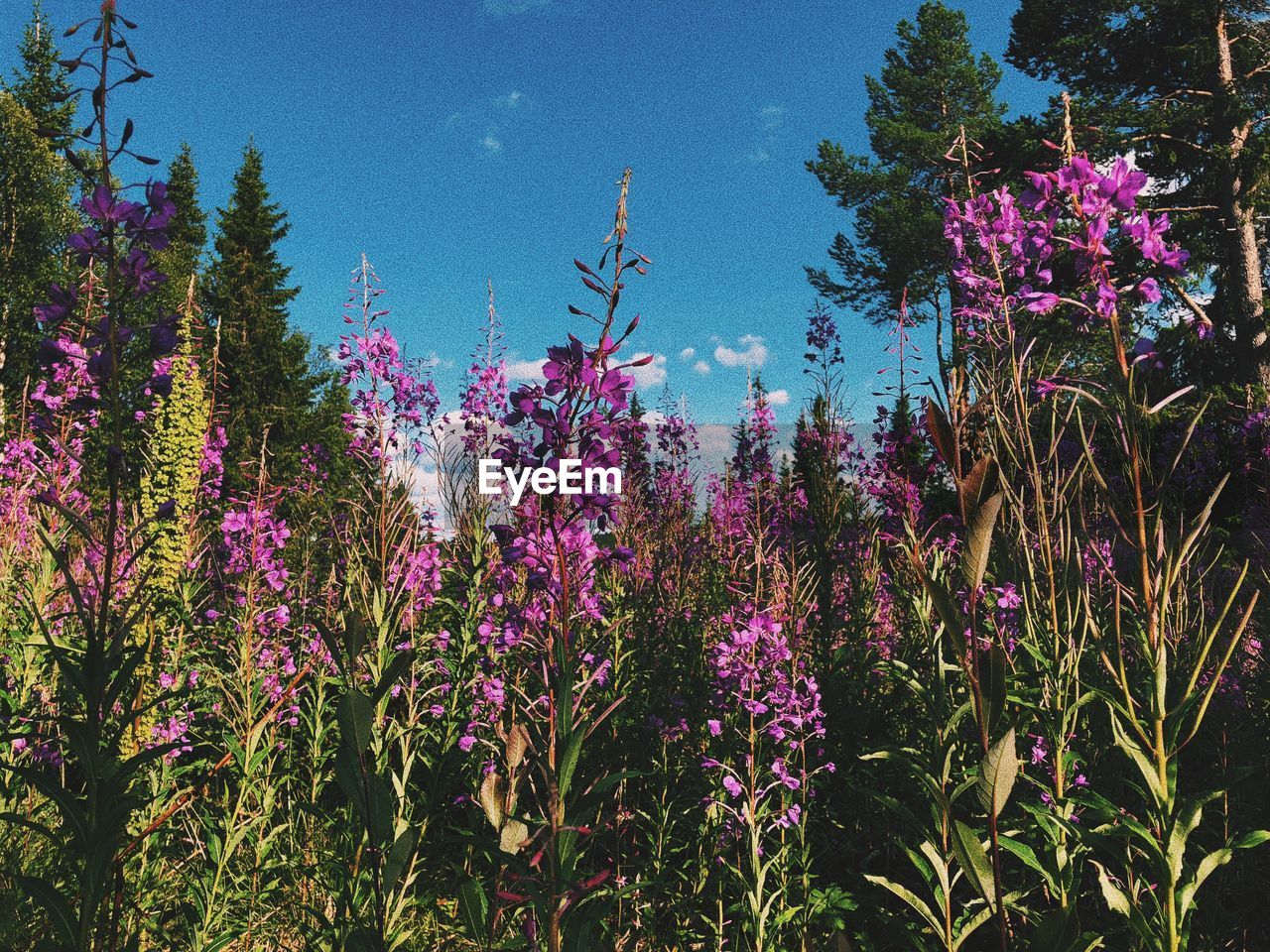 Purple flowering plants on field against sky