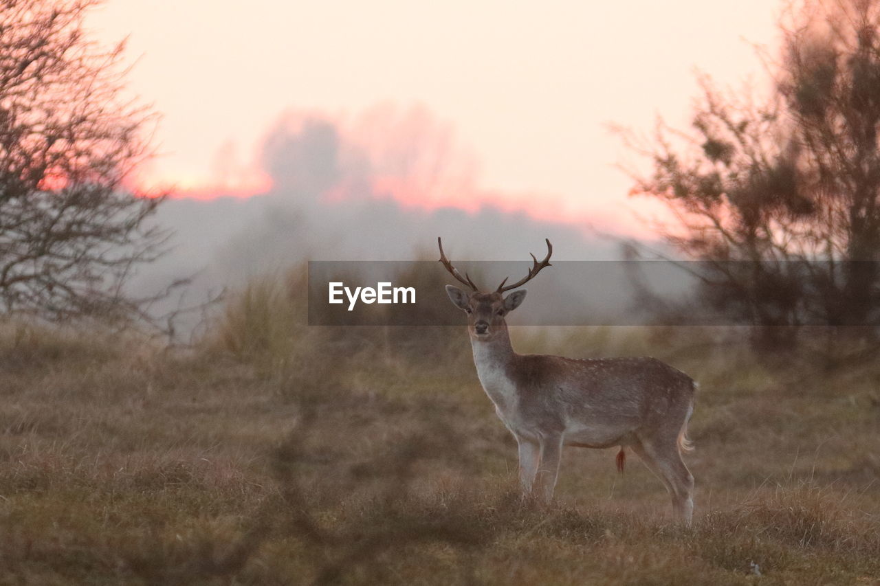 DEER ON A FIELD