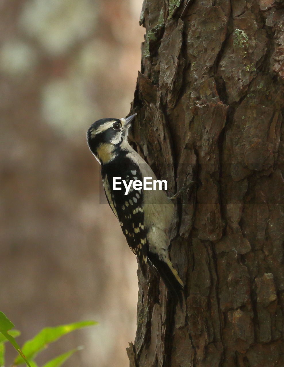 CLOSE-UP OF A BIRD PERCHING ON TREE