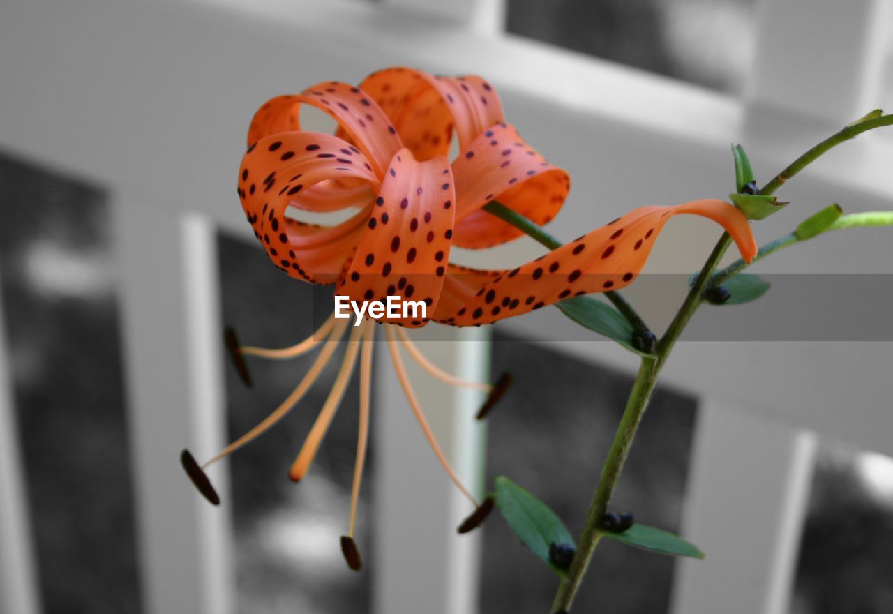 Close-up of tiger lily blooming by fence