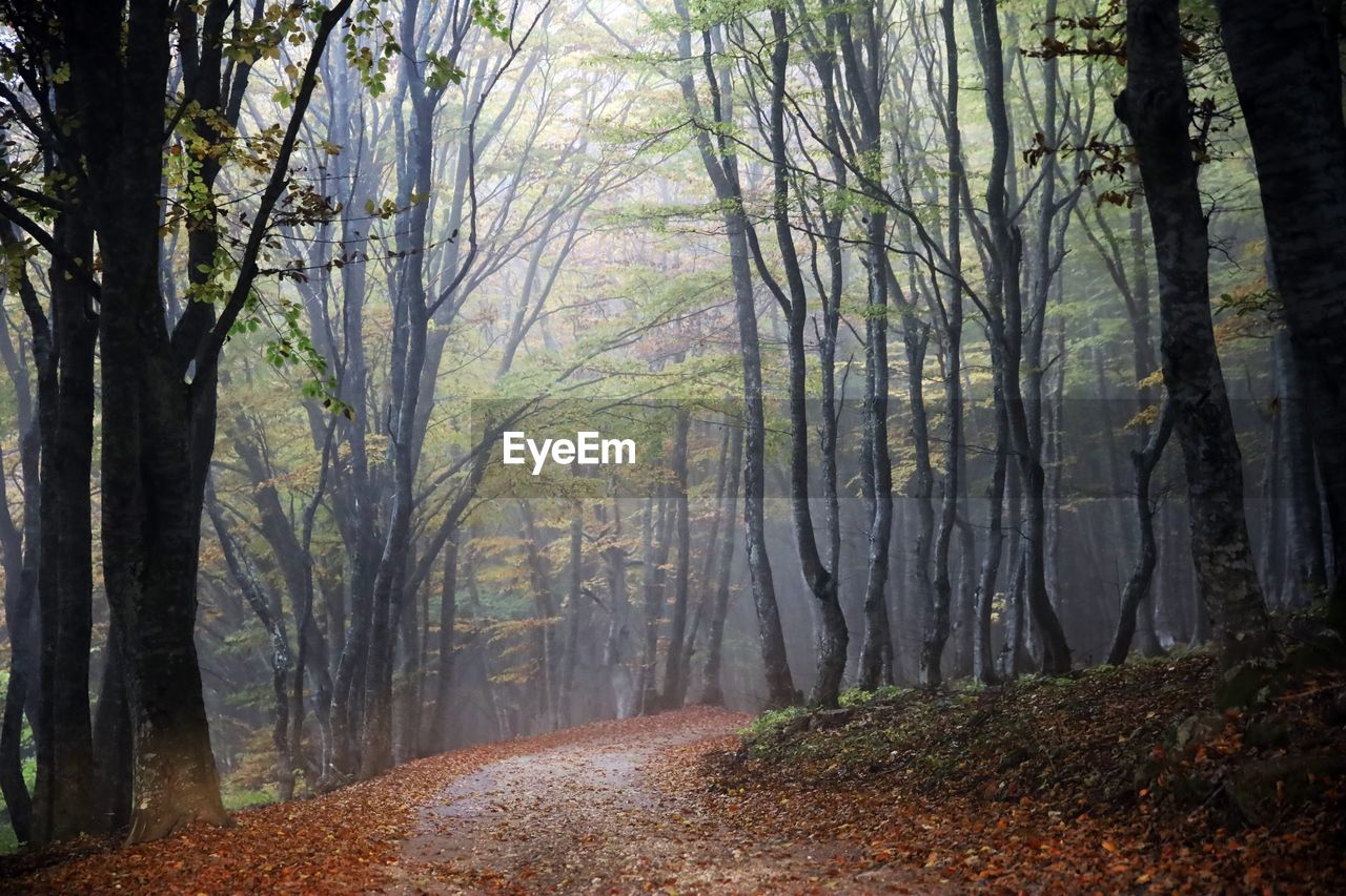 DIRT ROAD ALONG TREES AND PLANTS IN FOREST