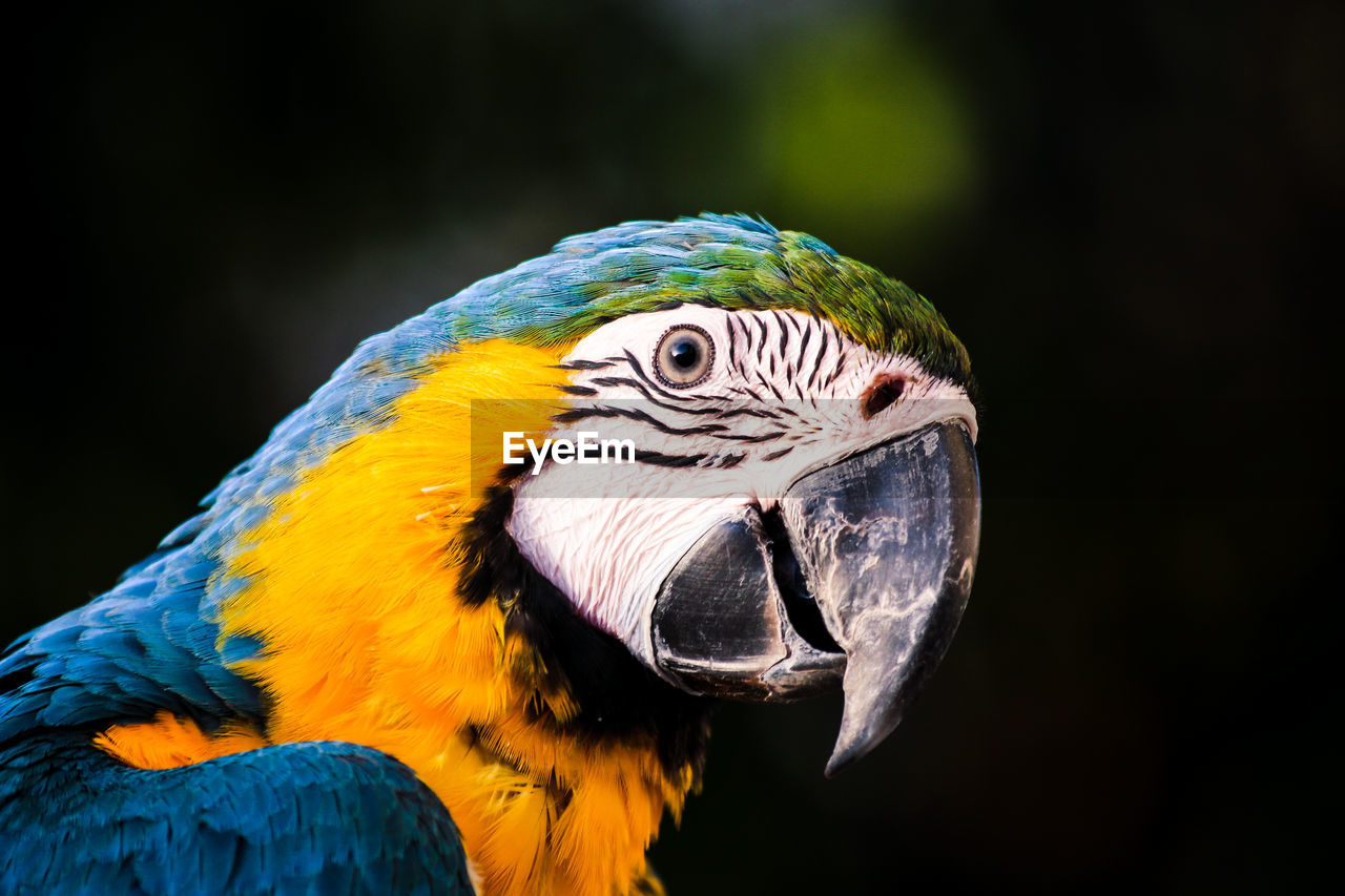 Close-up of a parrot