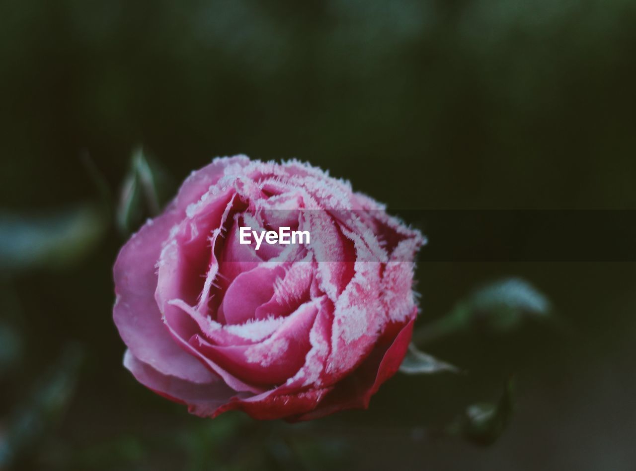 CLOSE-UP OF ROSE BLOOMING OUTDOORS
