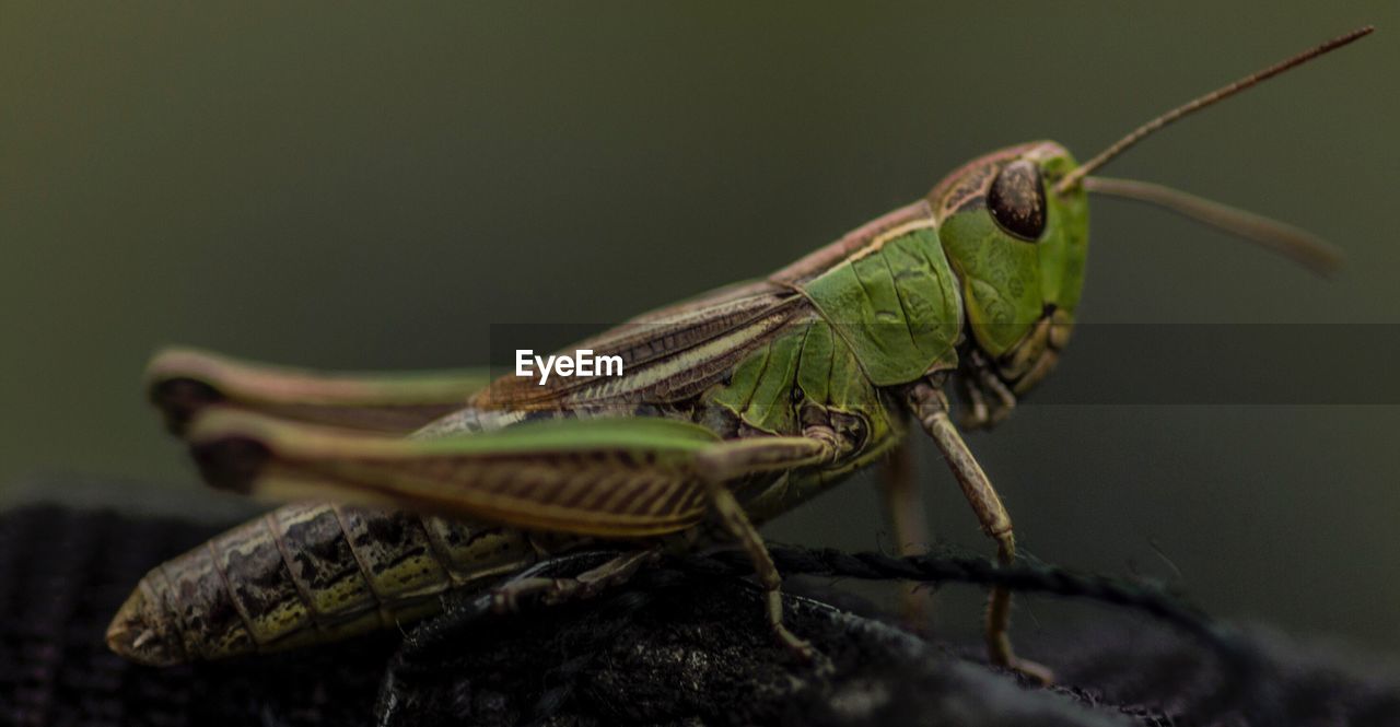 Close-up of grasshopper