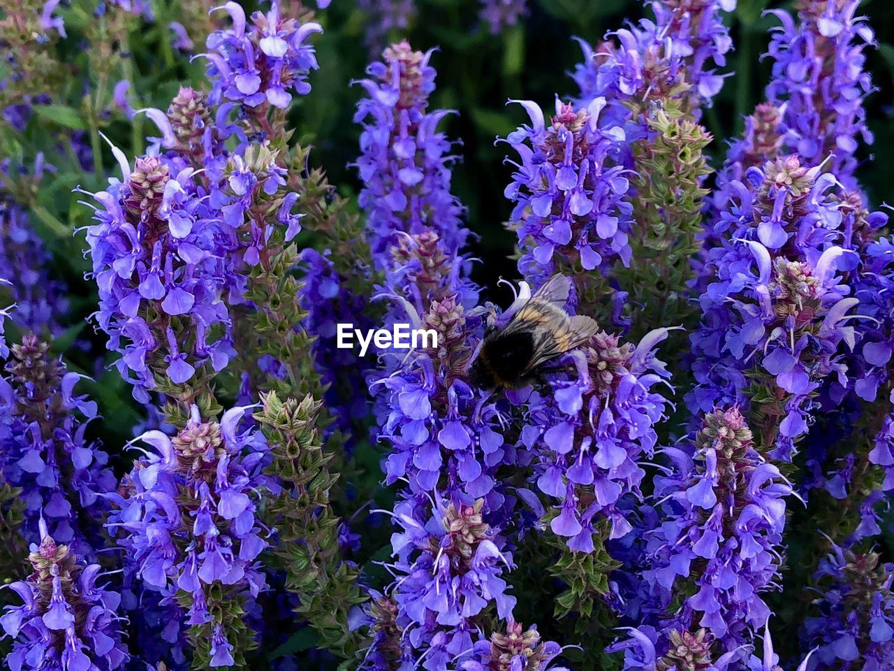 CLOSE-UP OF BEE ON PURPLE FLOWERING PLANT