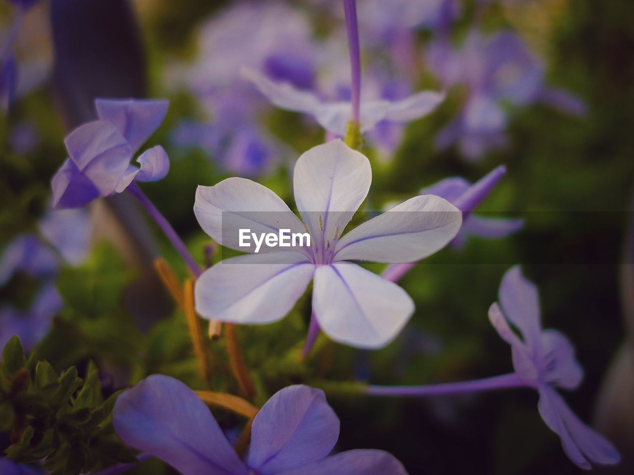 Close-up of white and purple flowers blooming outdoors