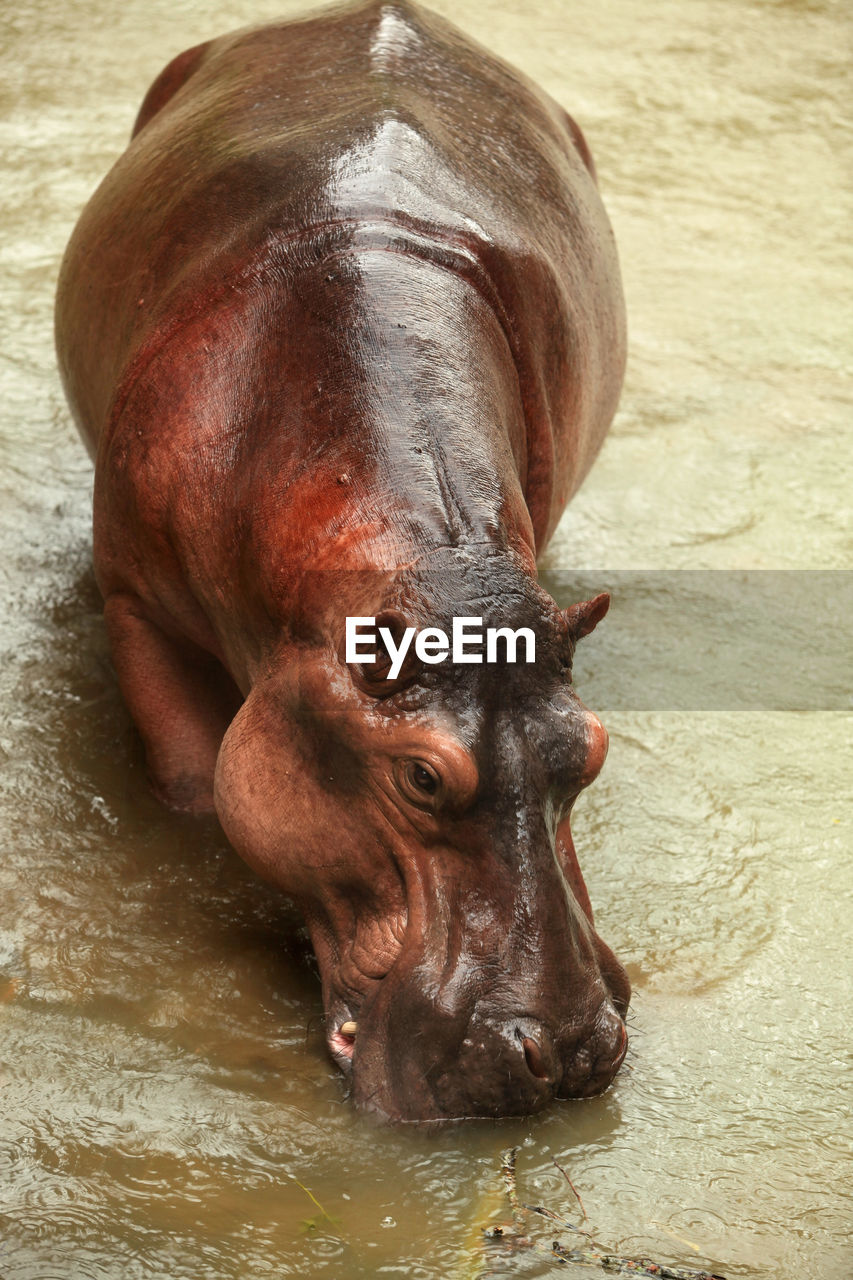 HIGH ANGLE VIEW OF A HORSE IN LAKE