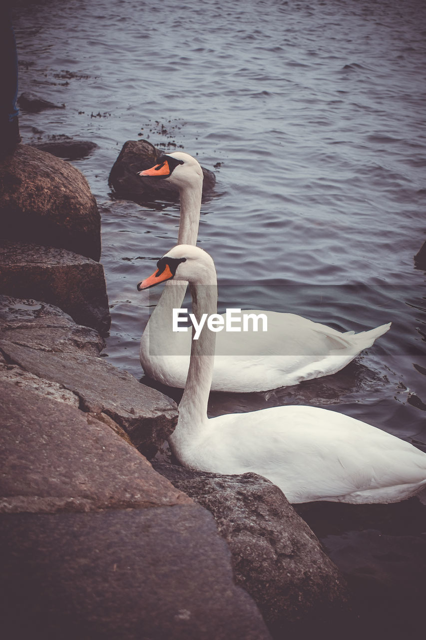 SWAN SWIMMING IN LAKE