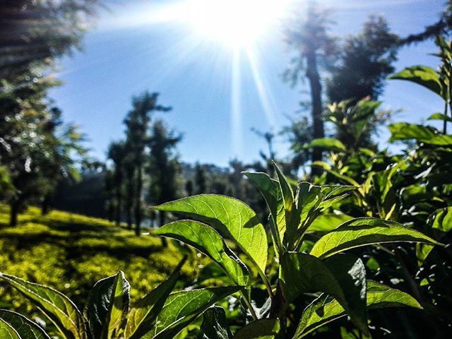 SUN SHINING THROUGH TREES