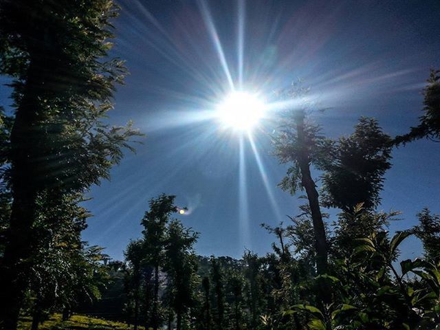 SUN SHINING THROUGH TREES