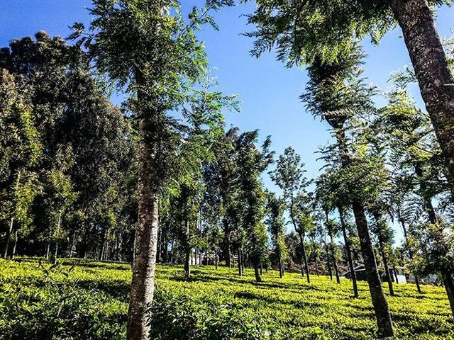 TREES ON GRASSY FIELD