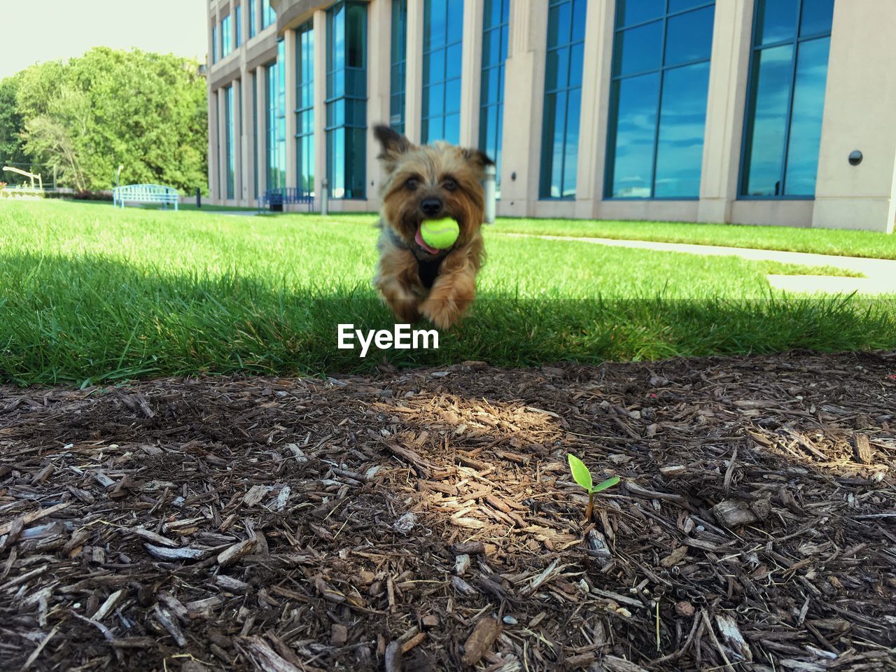 CLOSE-UP OF DOG SITTING ON GRASSY FIELD