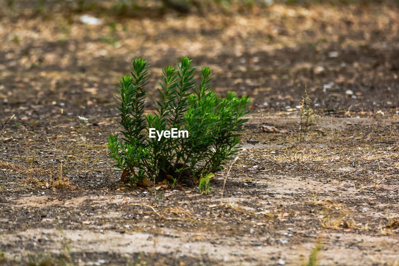 PLANT GROWING ON LAND