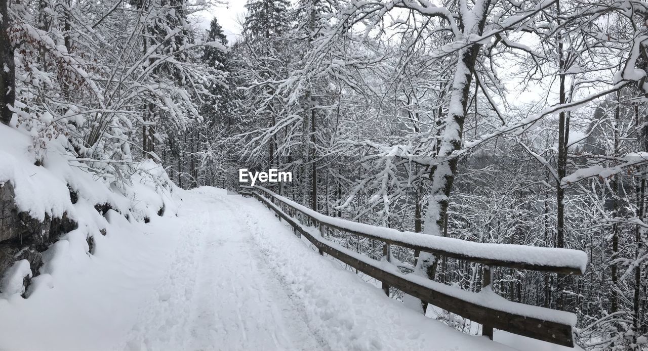 SNOW COVERED LAND BY TREES