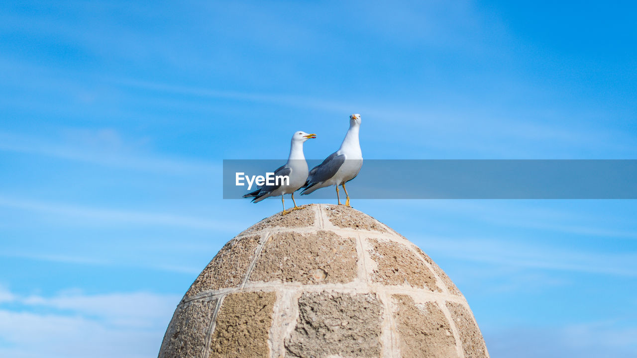 Low angle view of seagull perching on wall