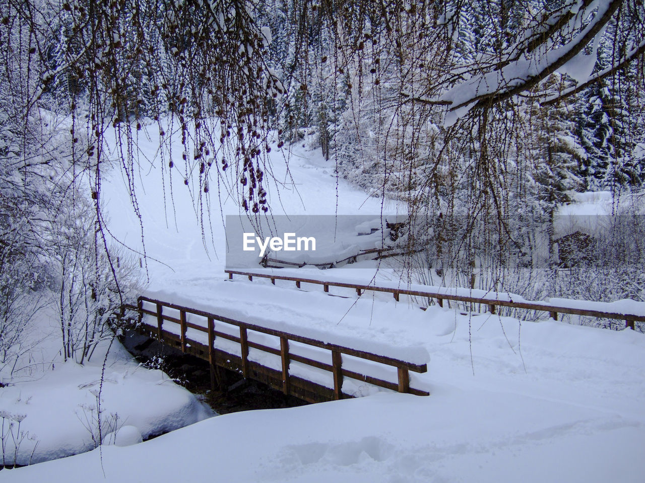 SNOW COVERED TREES ON MOUNTAIN