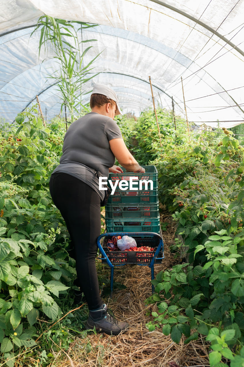 Female gardener checking berries while collecting ripe raspberries in plastic crates in hothouse during harvest season