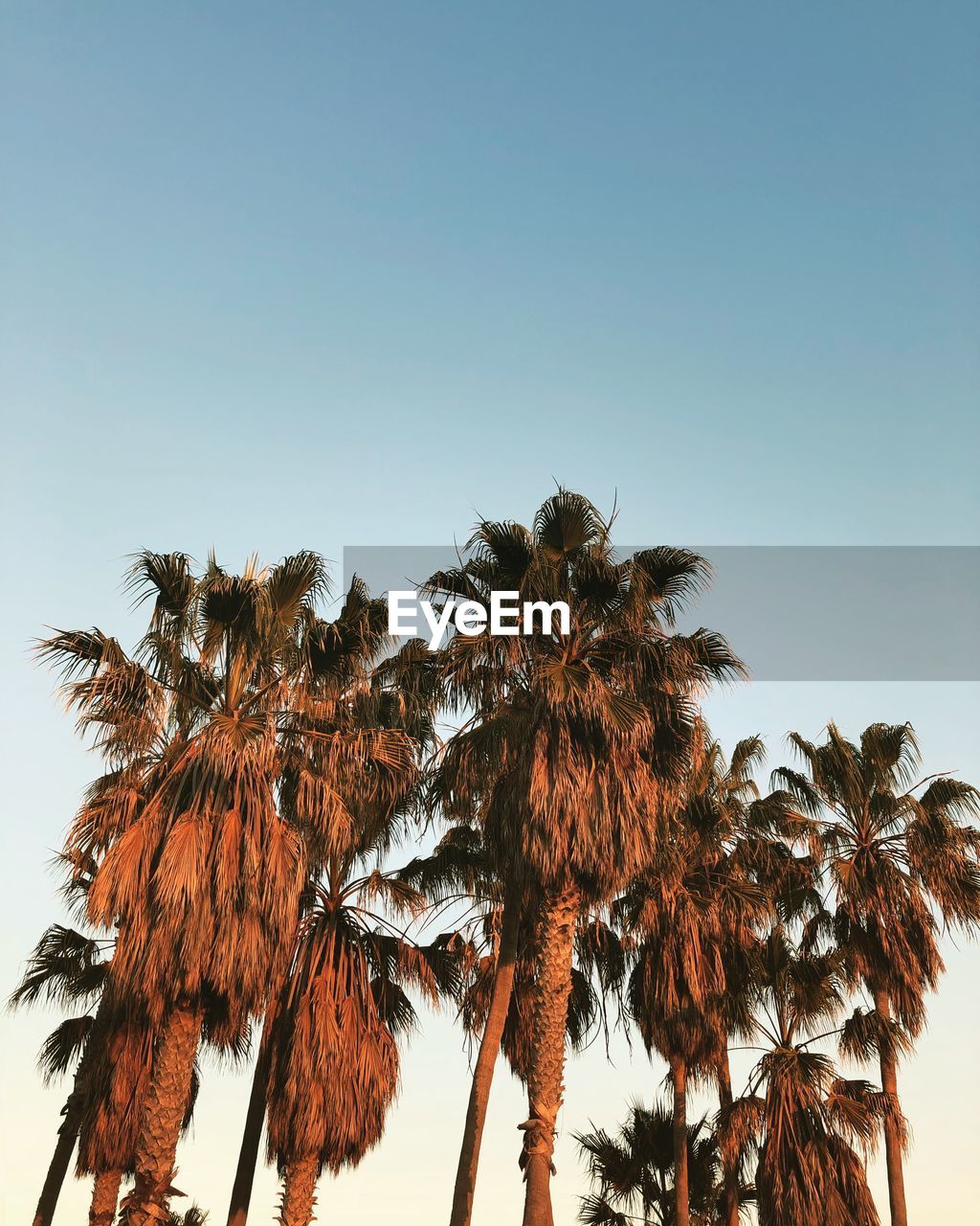 Low angle view of palm trees against clear sky