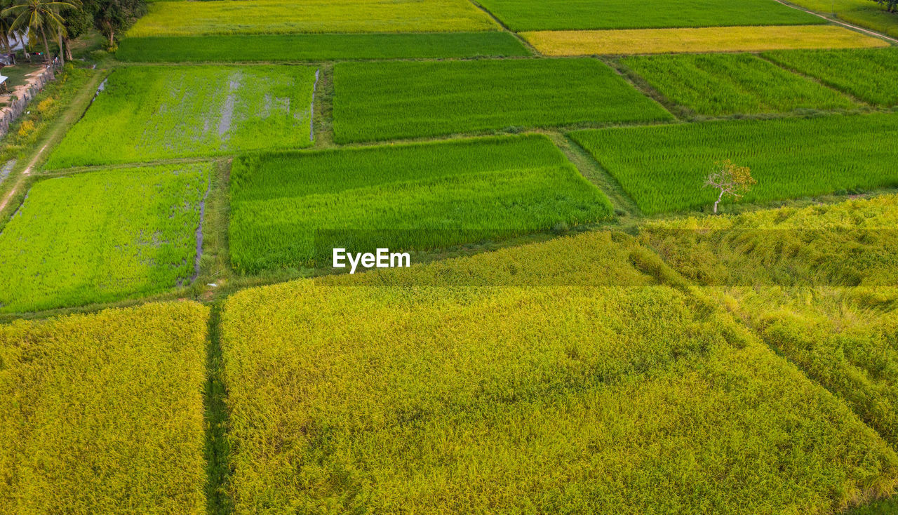 HIGH ANGLE VIEW OF CROP FIELD