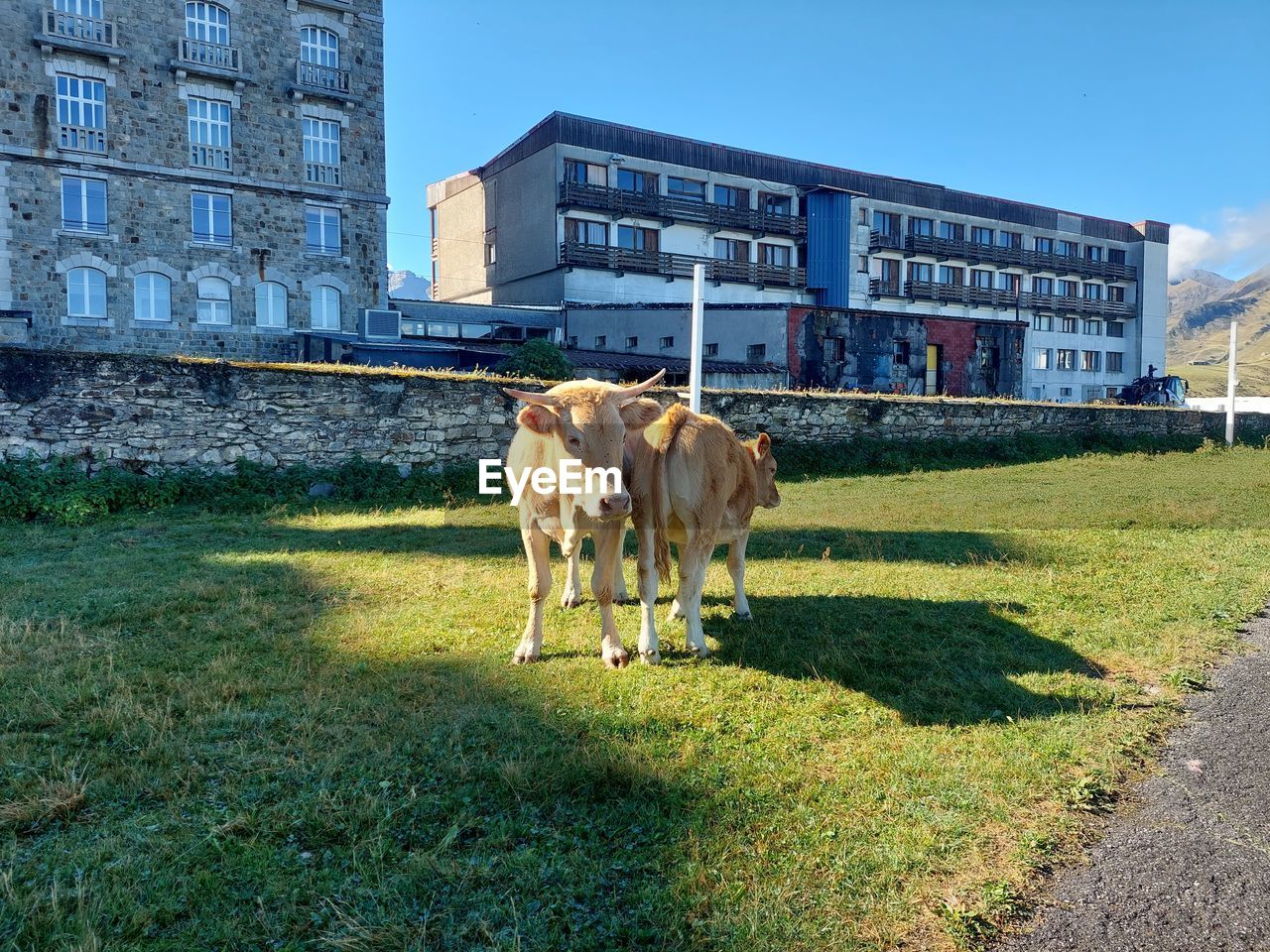 mammal, domestic animals, animal themes, animal, architecture, grass, pet, building exterior, built structure, nature, livestock, farm, cattle, rural area, plant, no people, sunlight, day, sky, building, group of animals, outdoors, field, city, pasture, cow, shadow