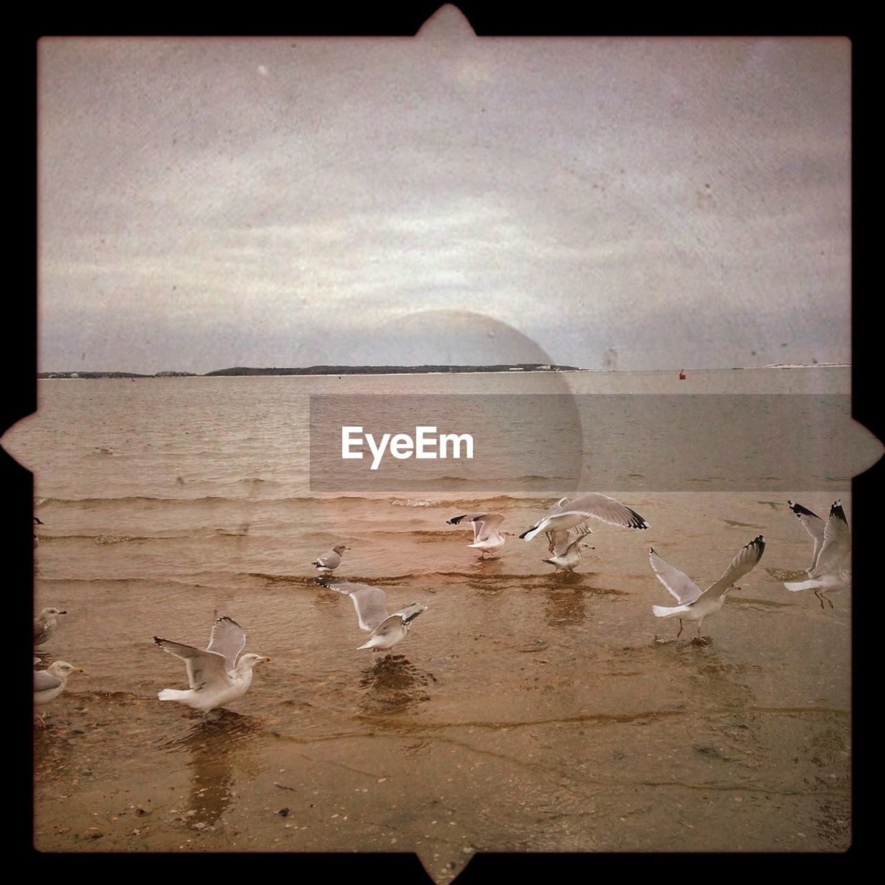 SEAGULLS FLYING OVER BEACH